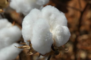 cotton boll