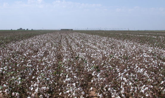 Cotton field