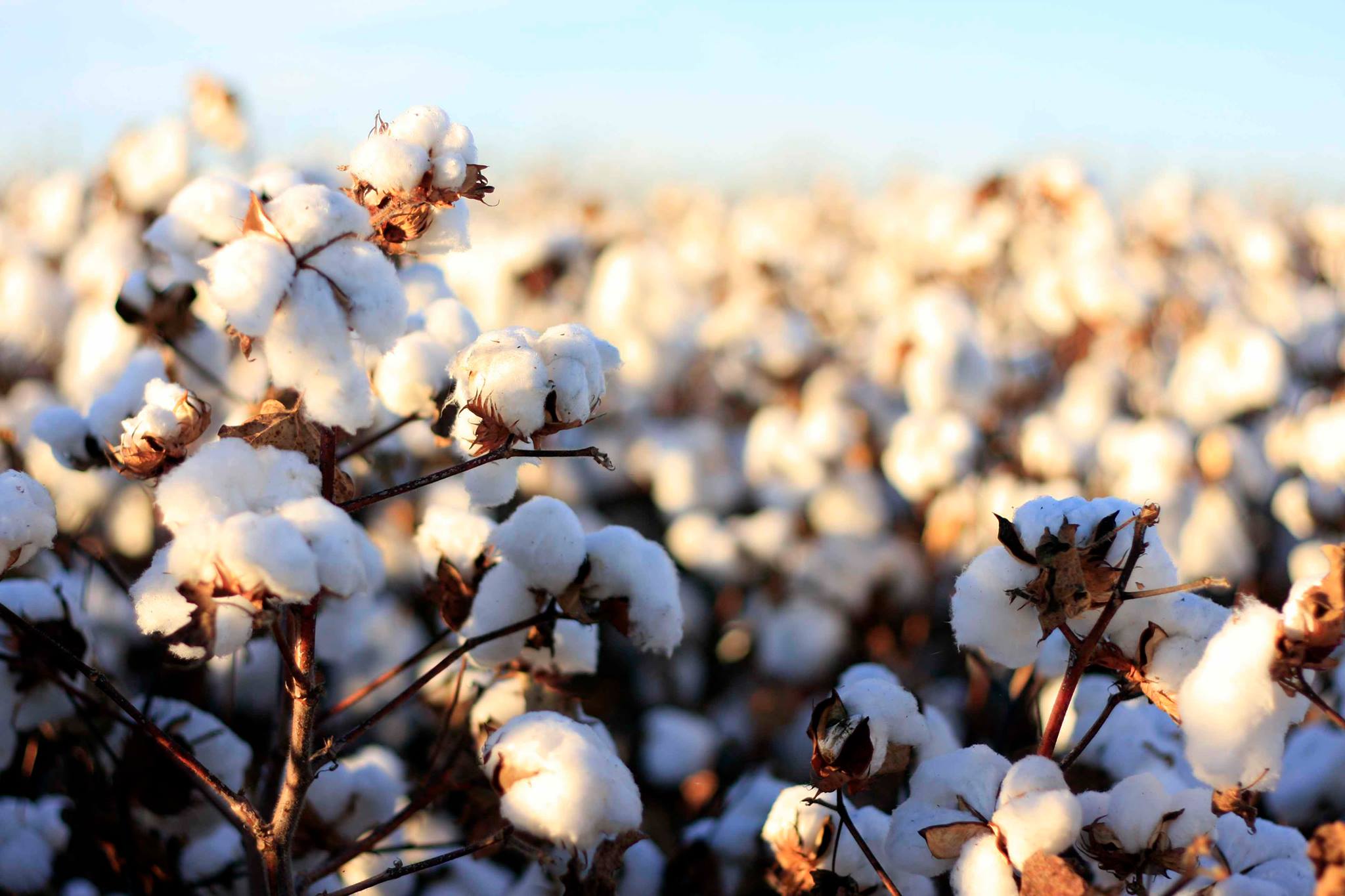 Field of full cotton bolls