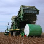 Cotton harvester producing a round cotton module