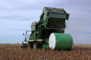 Cotton harvester producing a round cotton module