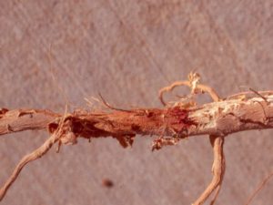 Exposed cotton root contaminated with root rot